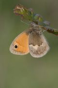 Coenonympha pamphilus